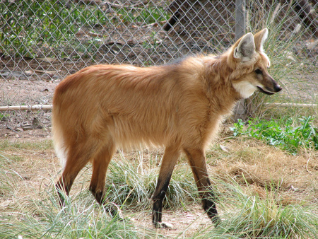 maned wolf - animal, maned, wolf, brazil, canis