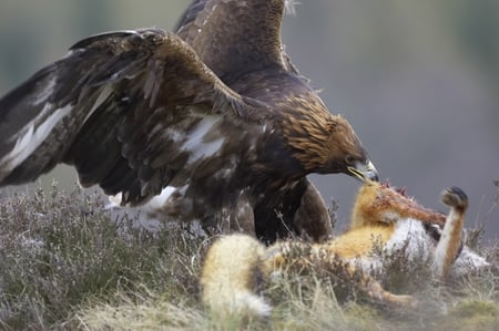 Eagle v Fox   Fast Dead - fast, animal, black, howling wolf, arctic, abstract, fox, v, white, eagle, wolf, golden eagle hunting wolf, dead, quotes, canis lupus, grey