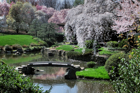 Sakura Bridge - sakura, flowers, bridge, garden, pond