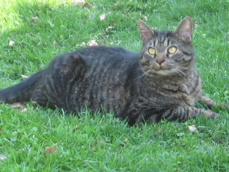 The First Days of Spring - spring, grass, sunny, cat