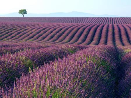 Lavender-fields - nature, purple, lavenders, fields, landscape, tree, sky