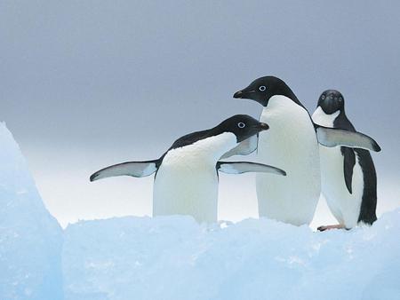 Penguins-wings - penguins, wings, snow, animals, family