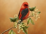 Scarlet Tanager Bright