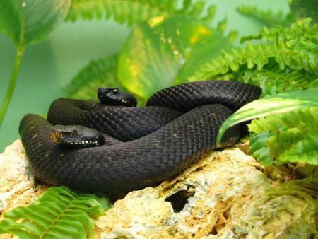 Cottonmouth Pit Vipers - beauty, snake, animals, cottonmouth, black, reptiles