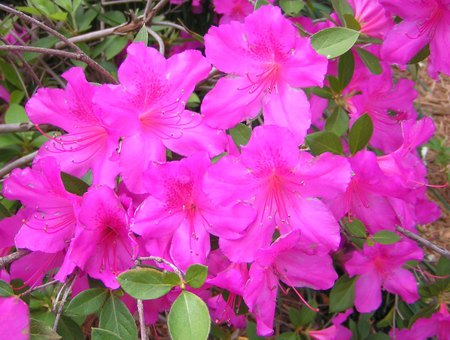 Azaleas - flowers, forever, sunshine, spring, pink, azaleas