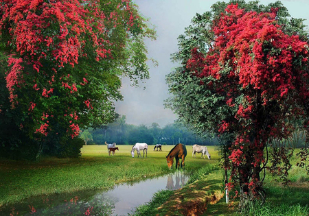 Horses - forests, paint, pink, horses