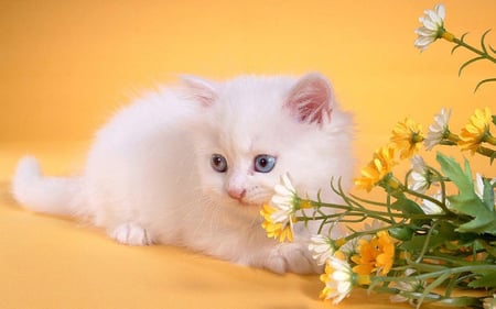 White kitten - white, animals, kittens, cats