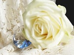 White rose