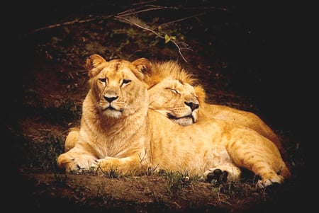 Lions - lions, sleeping, couple, animals