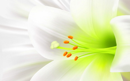 LILY - white, yellow, lily, inside, green, flower