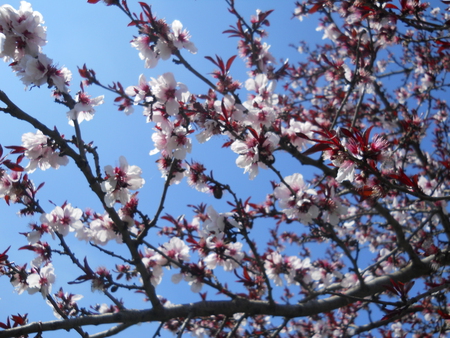 blossom3 - blossom, white, flower, nature