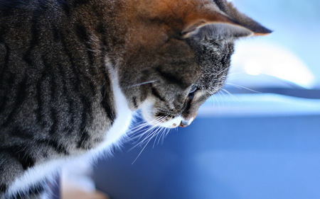 Just a curious cat - white, fluffy, grey, cat, animals, beautiful, pet, sweet