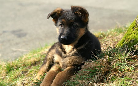 Your fluffy friend - beautiful, dog, grass, friend, sweet, fluffy, pet, animal, nature, awesome