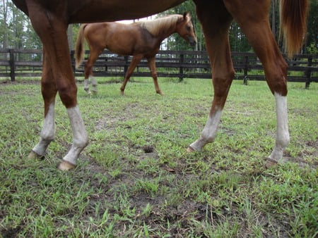 Leg of a Horse - yearling, nature, farm, animals, legs, horses leg, arabians