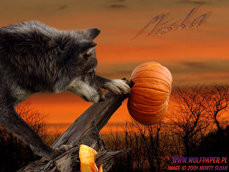 Miska With a Pumpkin - halloween, nature, pumpkin, wolves in a sunset, log, sunset, grey wolf, timber wolf