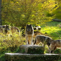 Grey Wolves in a Sunset in a Pack on a Log