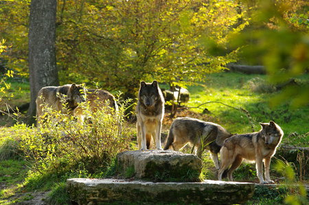 Grey Wolves in a Sunset in a Pack on a Log - nature, grey wolf packs, animals, rock, tree, sunset, grey wolves