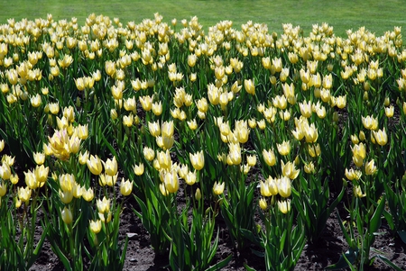 The Colors of Spring - flowers, garden, tulips, park