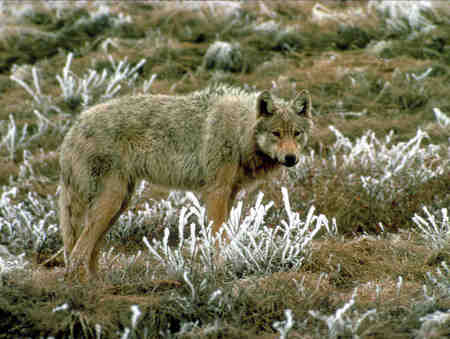 A Grey Wolf in a Forest - cute animals, animals, wolves, nature, lone wolf, forest, pups, grey wolves, timber wolf