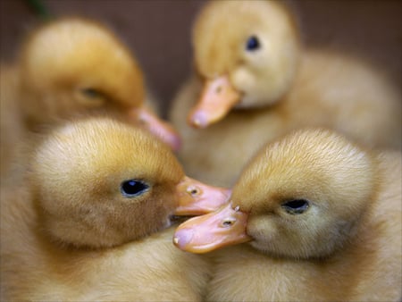 Napping - little, duckling, napping, yellow