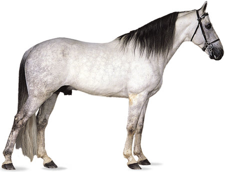 Tennessee Walking Horse - stallion, white, horses, animals