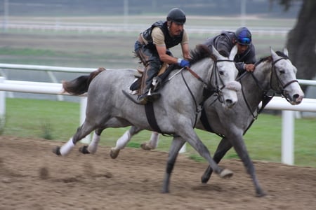 Racehorses - racetrack, 2, horses, animals