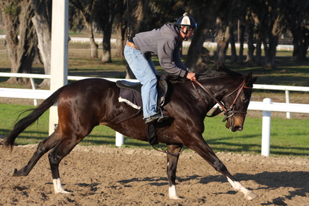 Dark Bay Racehorse Filly - horses, racetrack, rider, animals