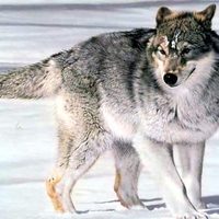 Majestic Grey Wolf in Snow