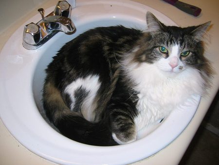 please dont make me wash the dishes - sink, cat cute, adorable, in