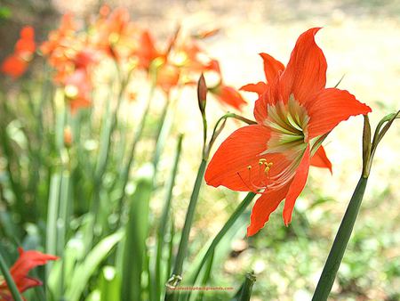 happy spring to everyone on dn - sweetsmell, gorgeous, flower, beautiful