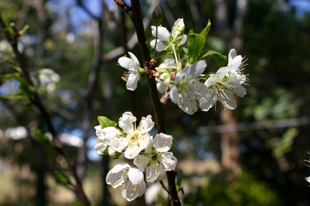 flowering plum tree