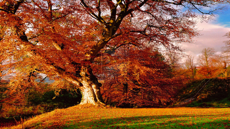 Autumnal Trees - trees, fields, sunshine, colors, orange, leaves, afternoon, sunset, autumn, red, seasons