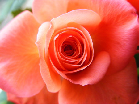 A peach of a rose - petal, rose, flower, peach