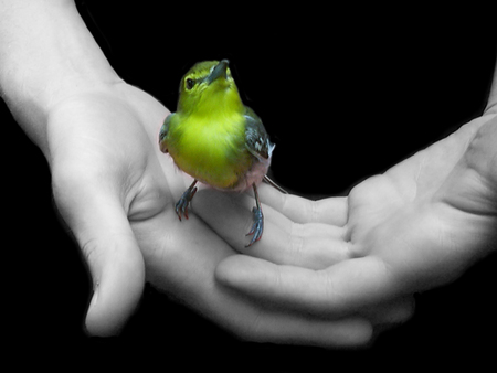 Little Beautiful Bird - finke, hands, animals, colorful, animal, bird, birds