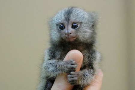 Finger Monkey - animal, monkey, ape, animals