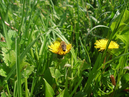 bee on flower - bee, yellow, summer, grass, flower