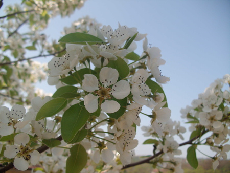 spring flowers - spring, white, flower, five