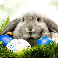 HAPPY EASTER, DN!