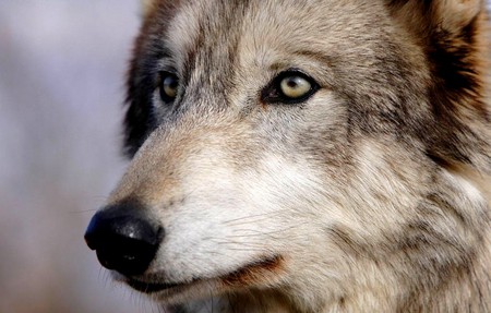 CLOSE UP BEAUTY - predator, wolf, face, close up, wild, gracious