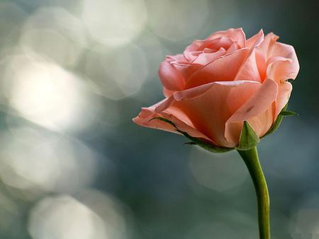 rose-for-the-special-love Princess-Izabella - special, nature, love, beautiful, rose, flower, friend