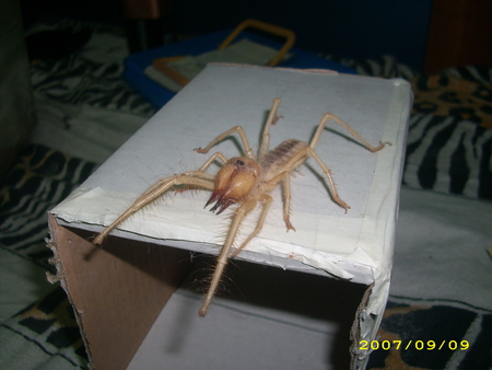 Solifugae - creature, scorpion, other, spider