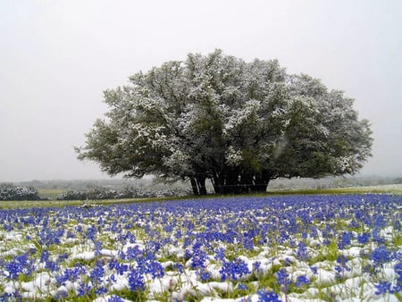 Neath the mighty oak - white, wild flowers, oak tree, blue, field, large