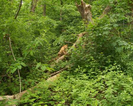 Find the Cat - nature, trees, cat, brush