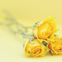 Yellow roses