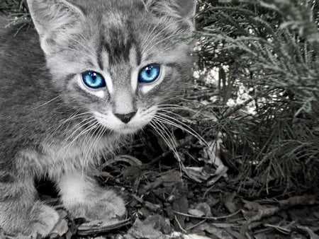 Blue Eyes - fun, cuddly, kitten, beautiful, cute, cat, contrast, blue eyes