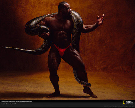 Muscle art - male, skin, muscle, snake, photography