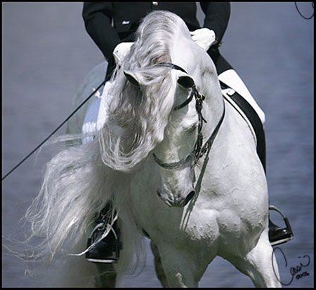 Spanish Identity - horses, white, andalusian, spanish