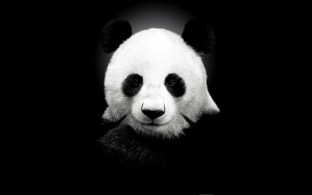 PandaBear - bear, black, white, face, animal, panda, chinese, bamboo, cute