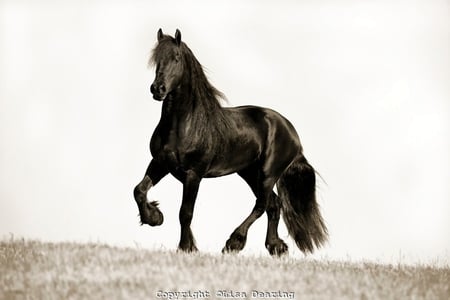 Grand Presence - horses, holland, dutch, friesian, black