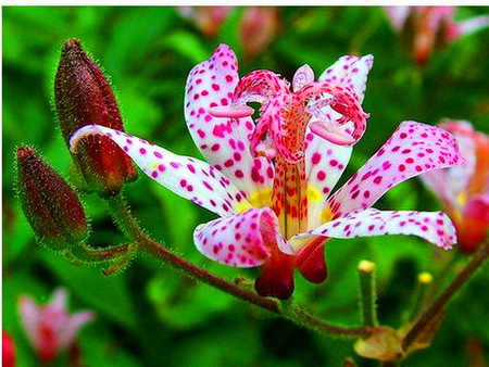 Colors - red, flower, pink, lily, spotted, spring, yellow